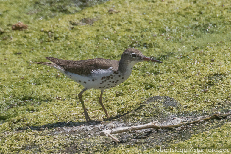 emily renzel wetlands